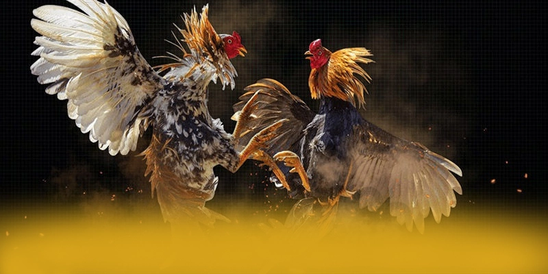Đánh giá từ thành viên đã trải nghiệm về GOOD88 Đánh giá từ thành viên đã trải nghiệm về GOOD88